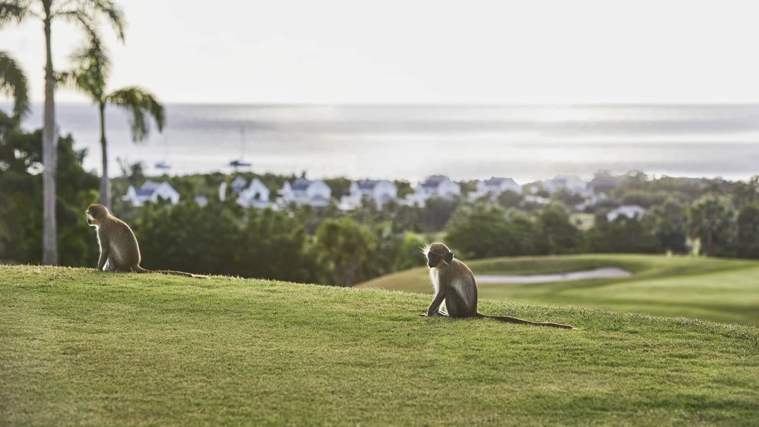 Two monkeys sit on green hill, ocean in background