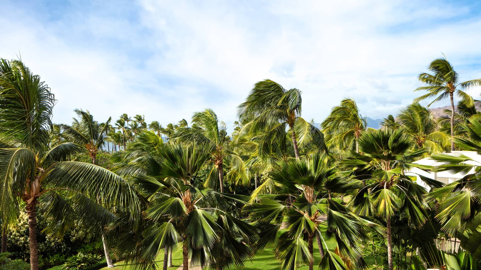 View of palm trees
