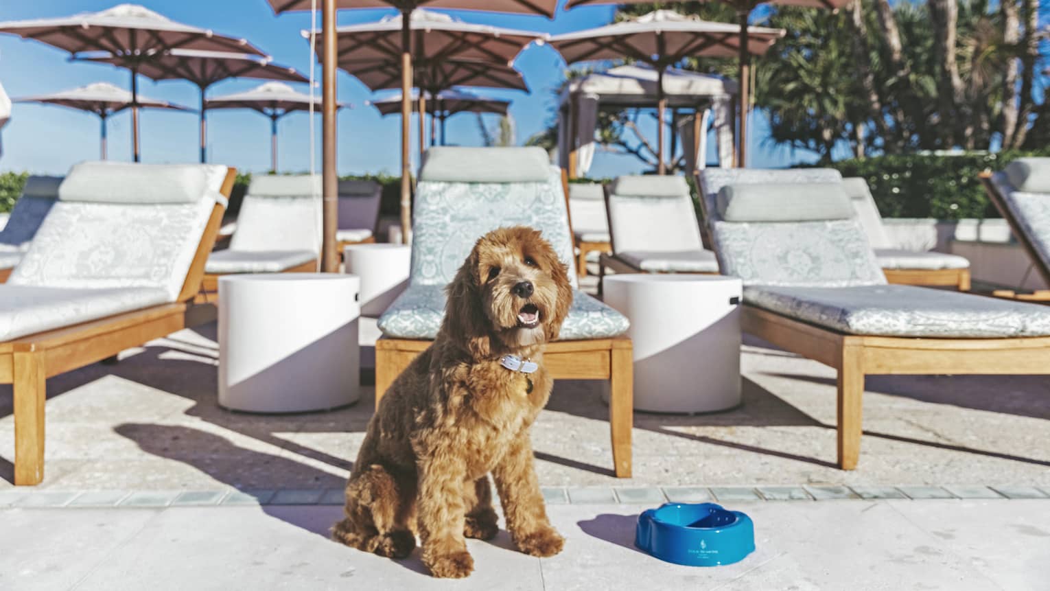 A brown dog sitting next to a blue bowl and in front of lounge chairs at a beach.