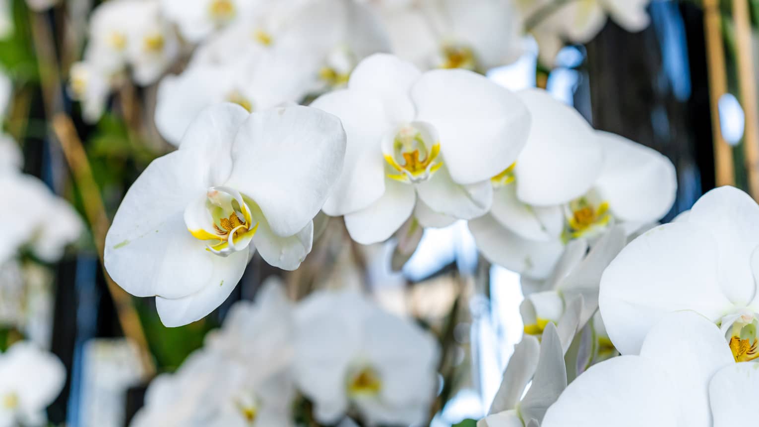 Close up of white flowers.