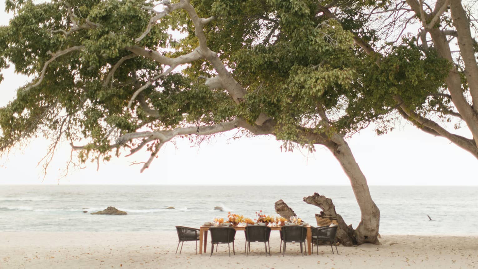 A banquet table decorated with floral arrangements underneath a large tree on a beach