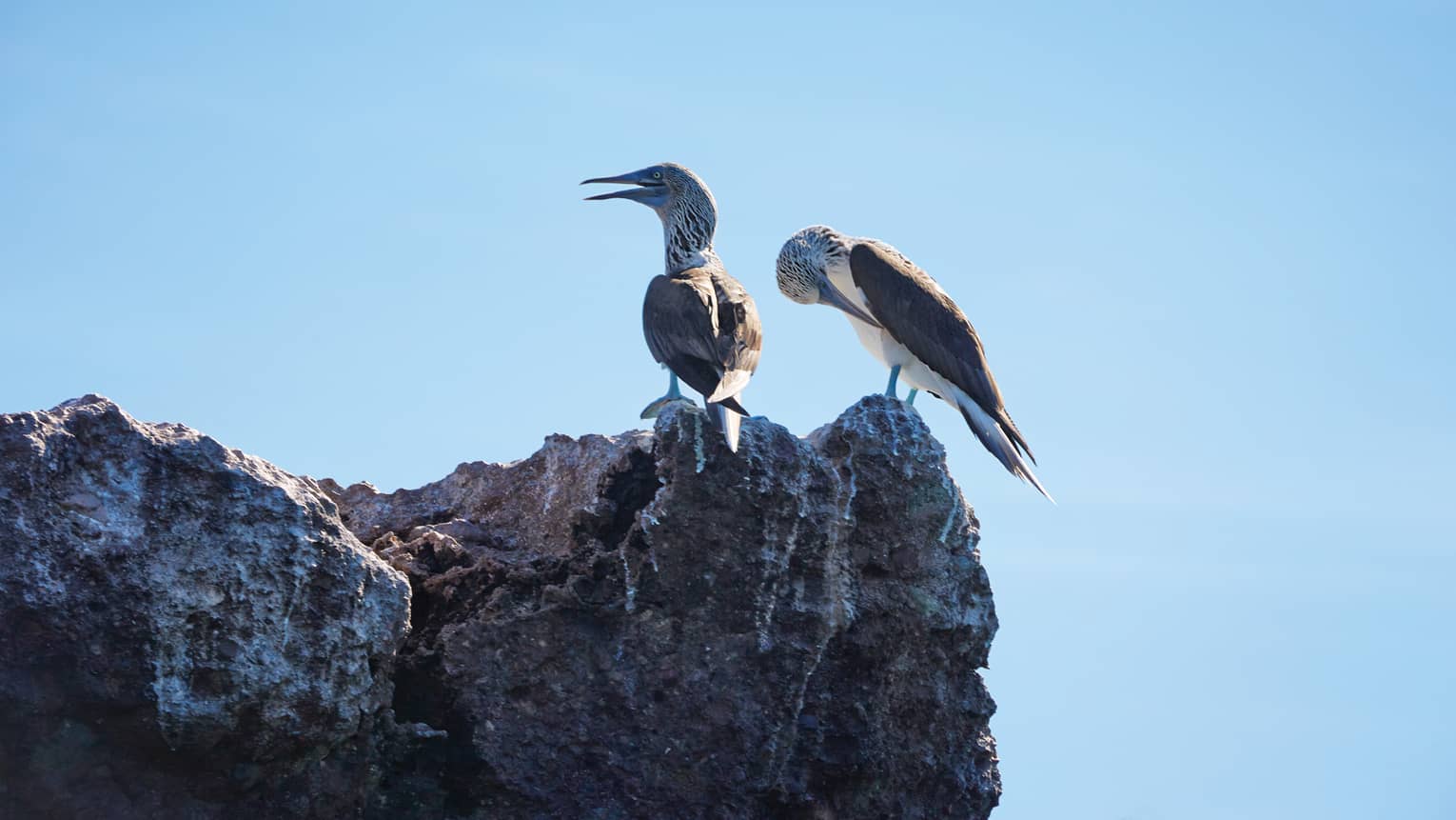 Punta Mita seagulls