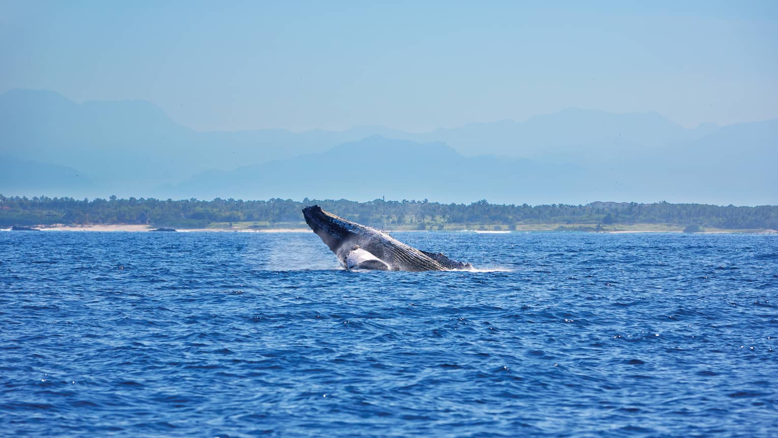 Whale jumping from water on ocean