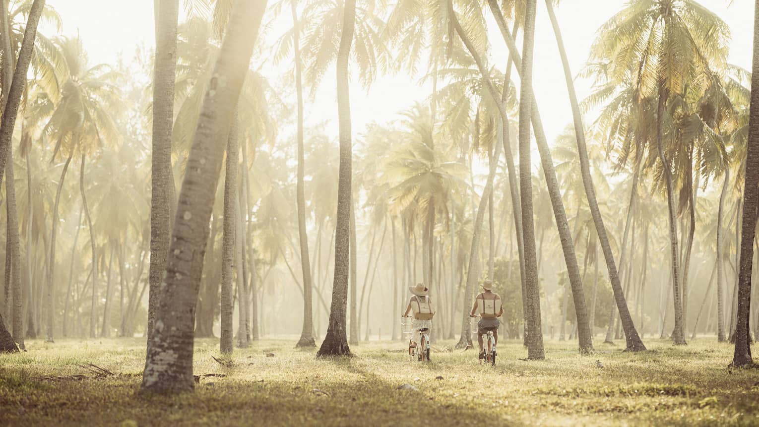 Long rear view of two people with picnic backpacks biking through a palm tree forest illuminated by a hazy golden glow.  