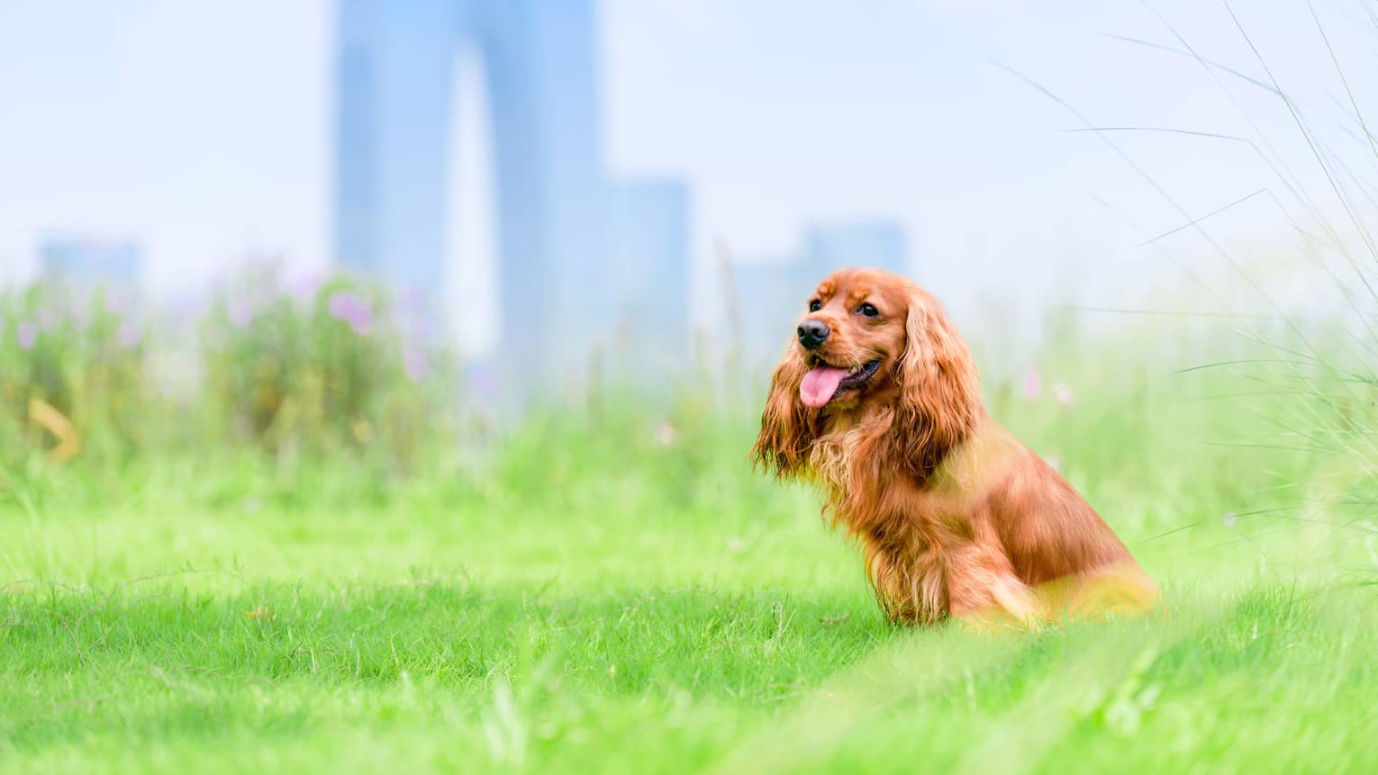 Dog sits on the grass with Suzhou city skyline in the background