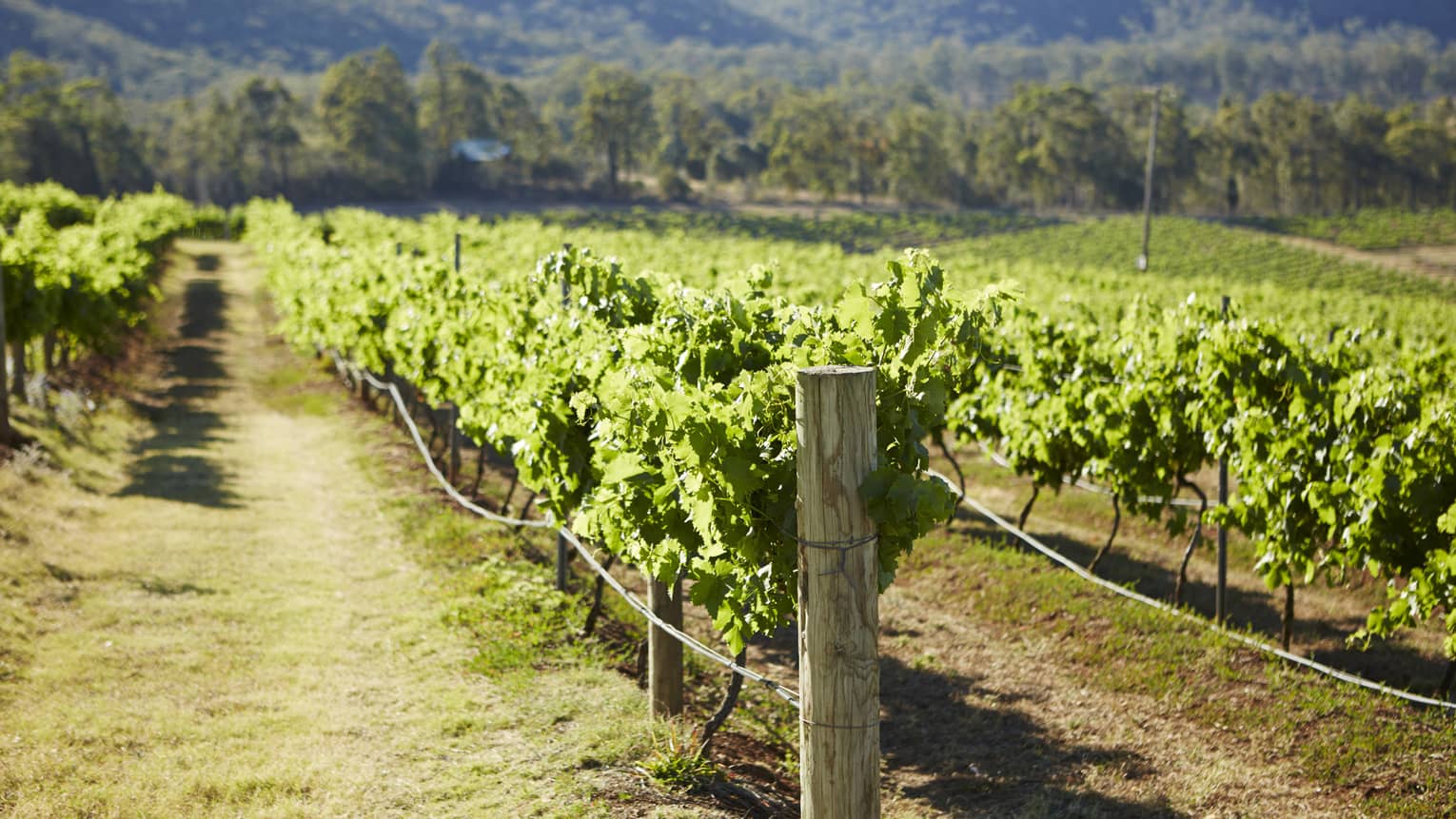 Lush vineyards under green mountains on sunny day