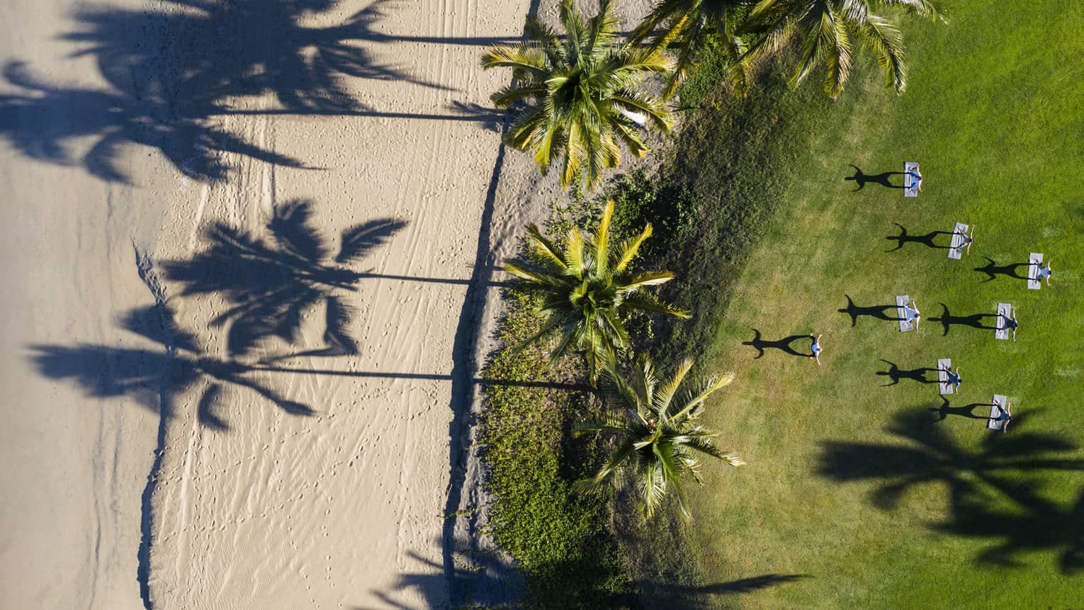 The ocean shore transitions to grass with palm trees.