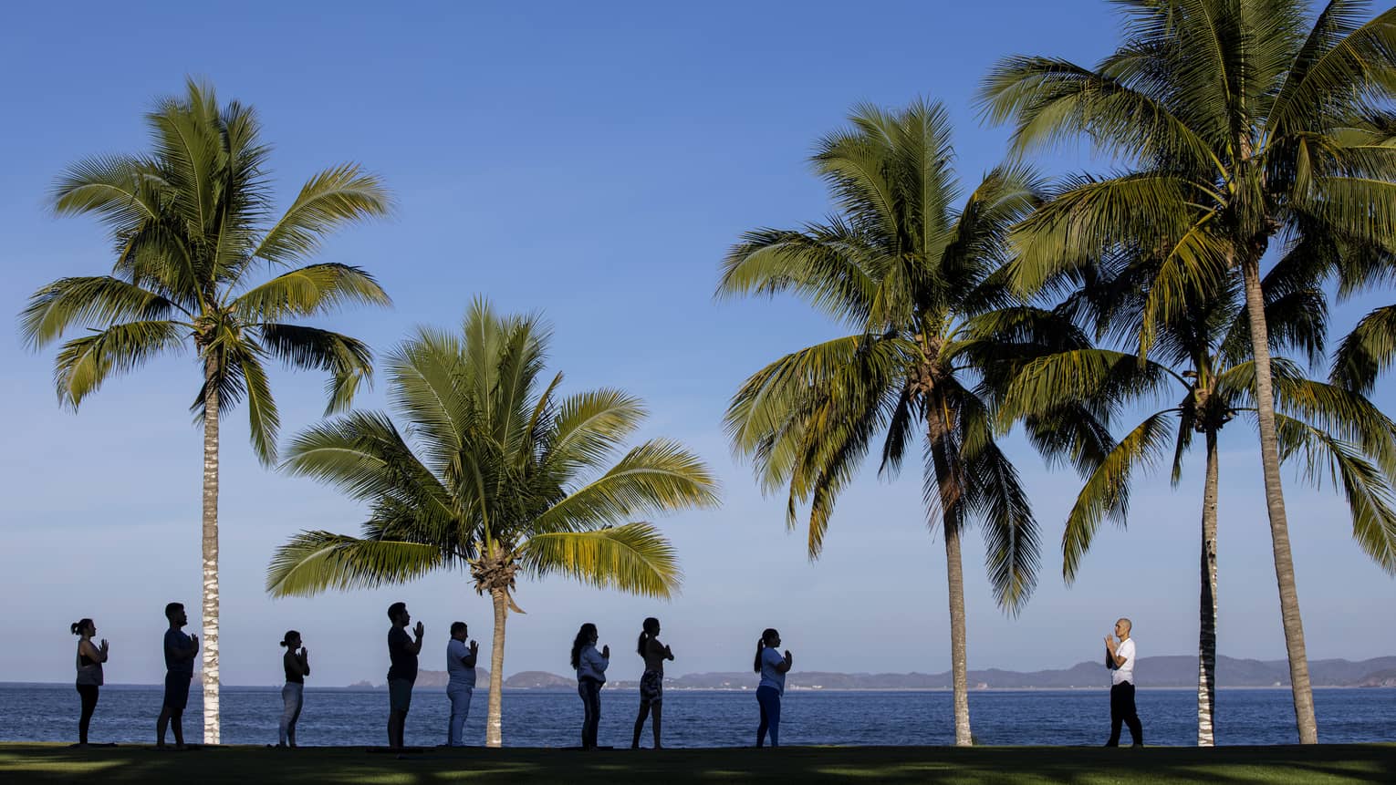 Palm trees and people doing yoga