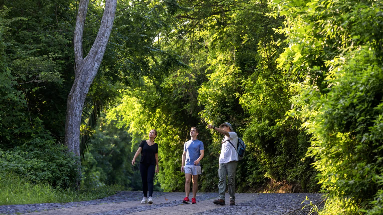 Hikers walk along a grey paved path amid trees and lush foliage as a guide points up toward something in the distance. 