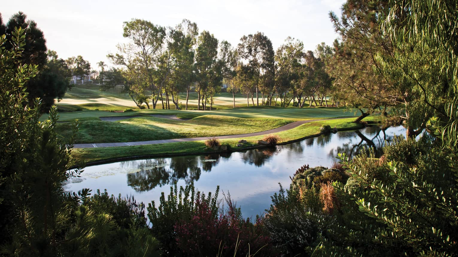 View of empty golf course green from across pond, bushes, on sunny day