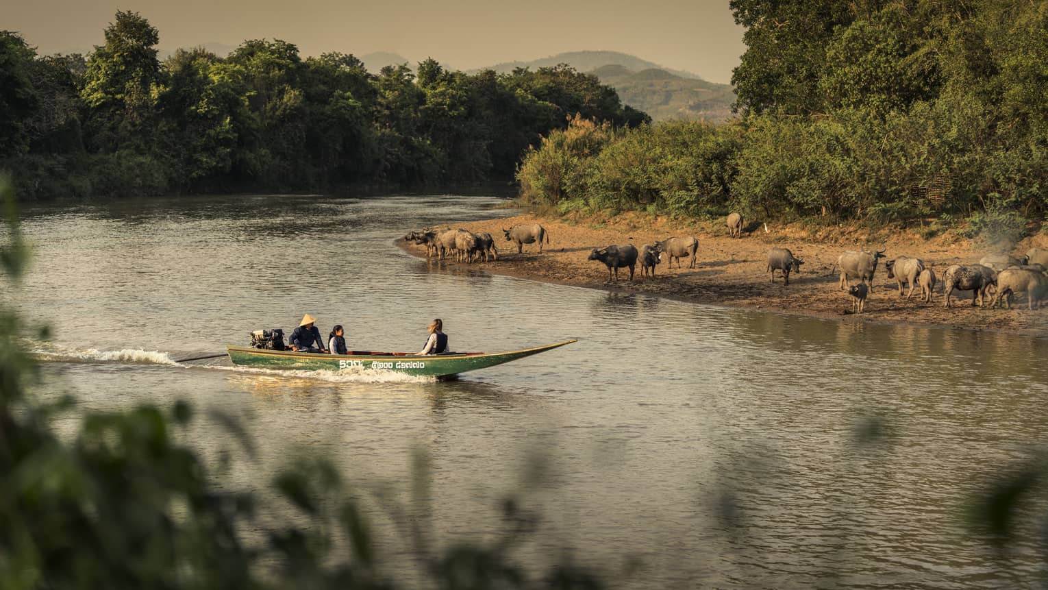 Longtail boat passes animals on the shore of the Ruak river 