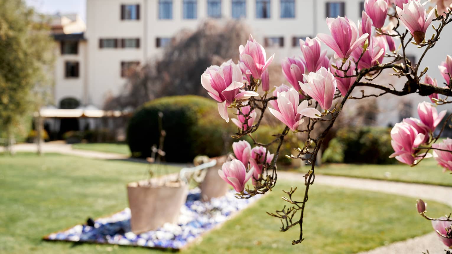 Picnic setup on a park lawn in Gherardesca Garden with white palace in backdrop and cherry blossoms in forefront