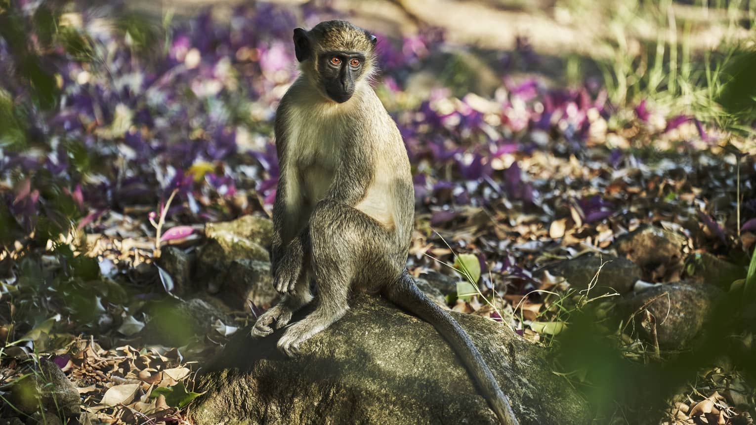 Green Vervet monkey sits on rock in front of purple flower petals scattered on ground 