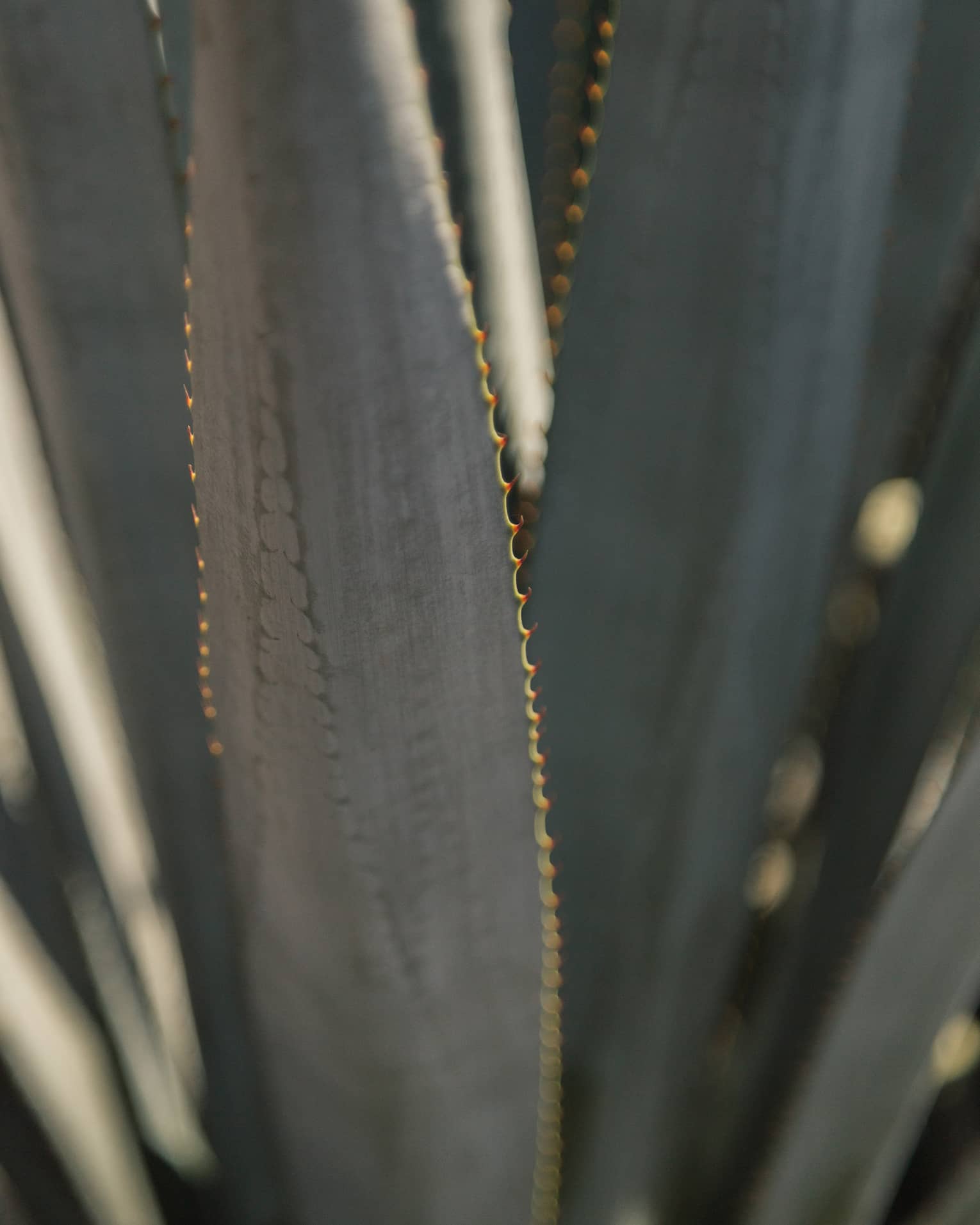 Close-up of long, narrow agave plant leaves with gold serrated edges and a gradient of green and grey colours.