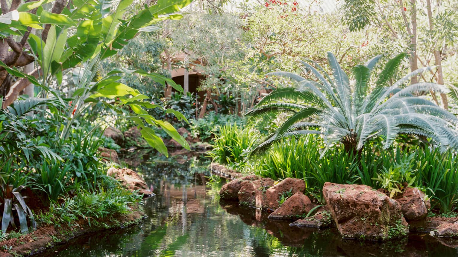 Tropical plants and rocks over garden pond