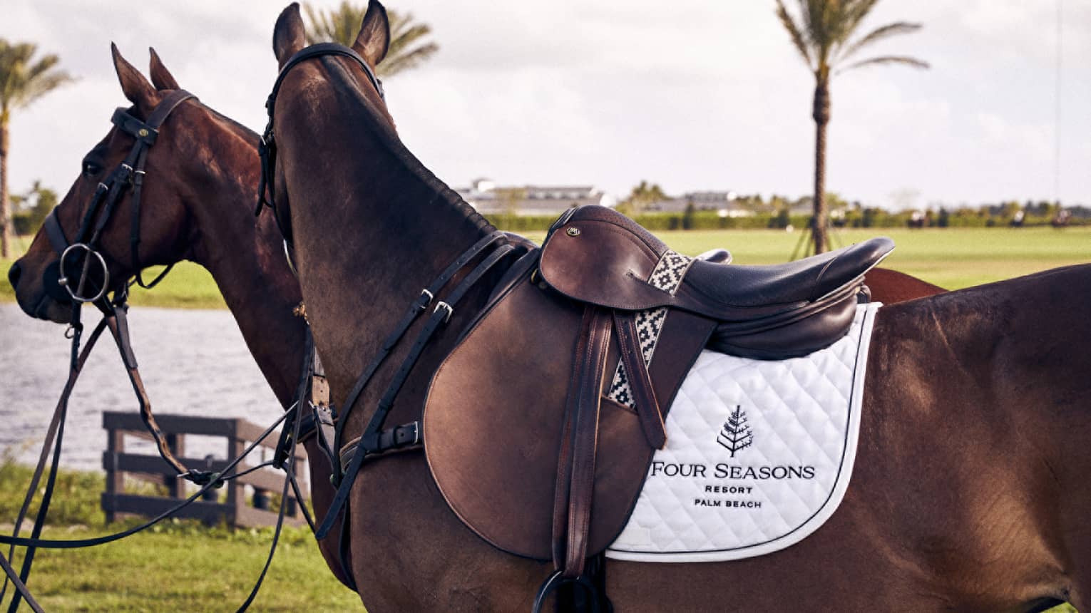 Two horses near palm trees.