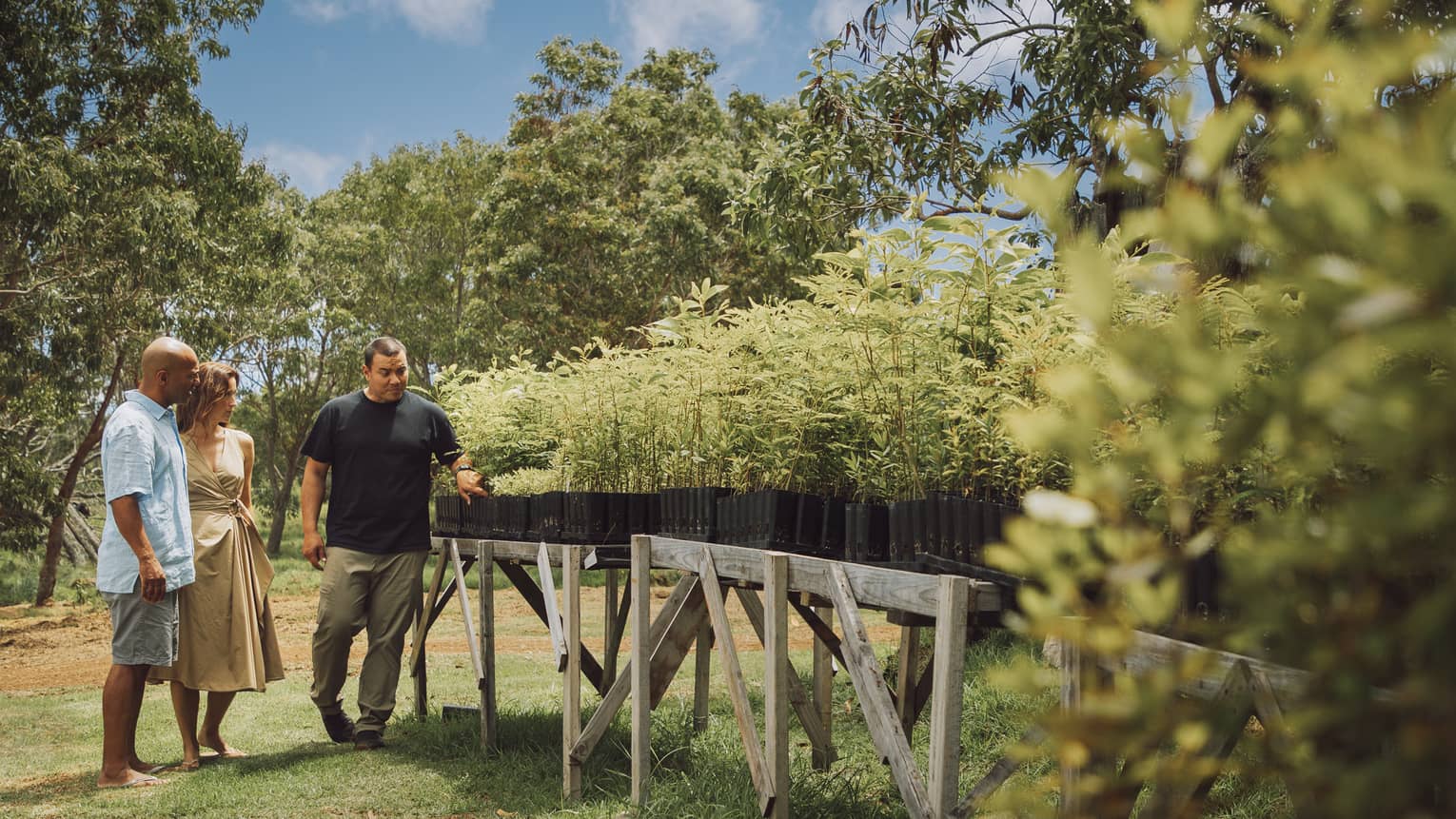 Surrounded by trees beneath a blue sky, a couple and their guide survey sandalwood plants growing in planters on wood tables.
