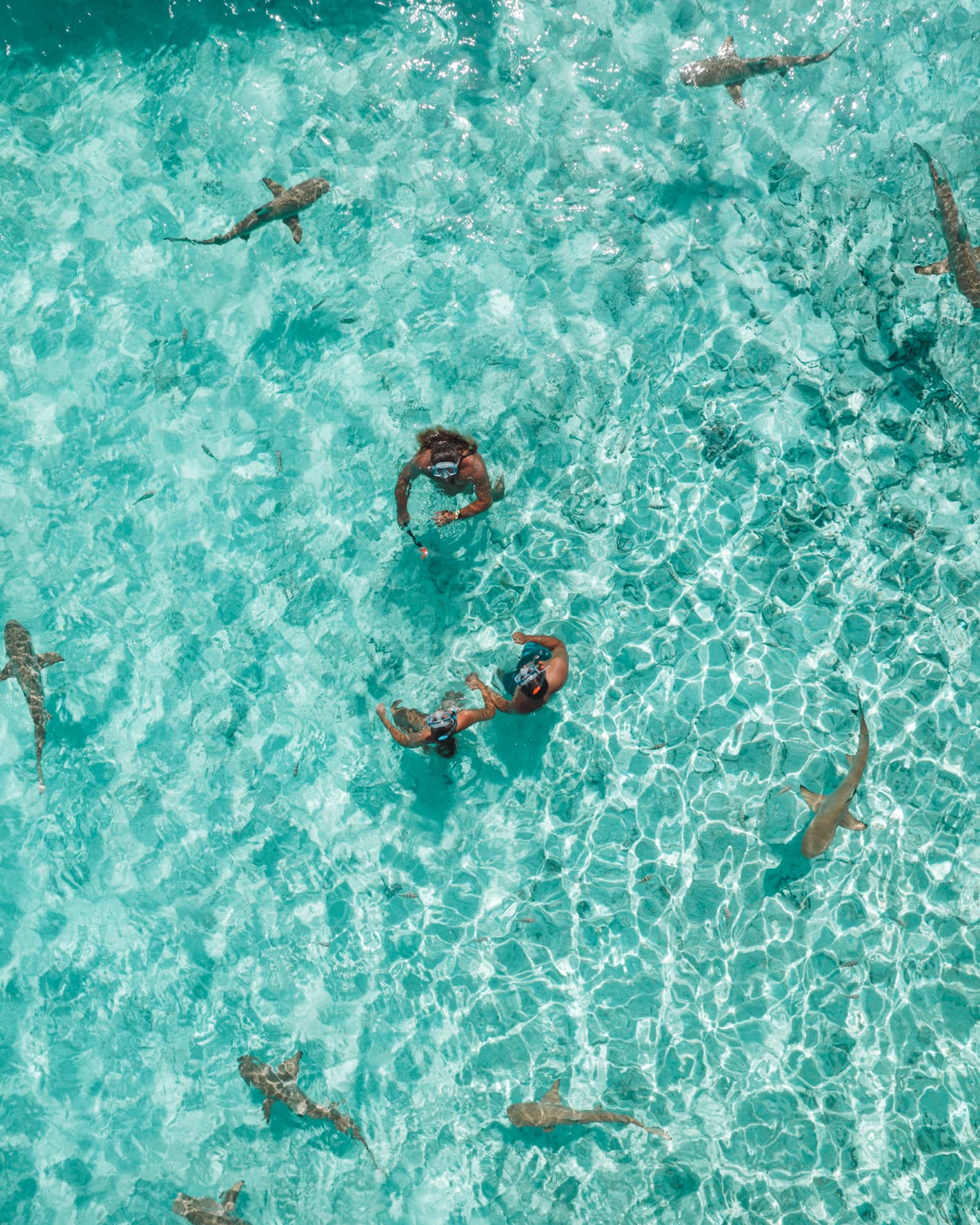Two people stand in crystal-clear turquoise water surrounded by black-tip reef sharks