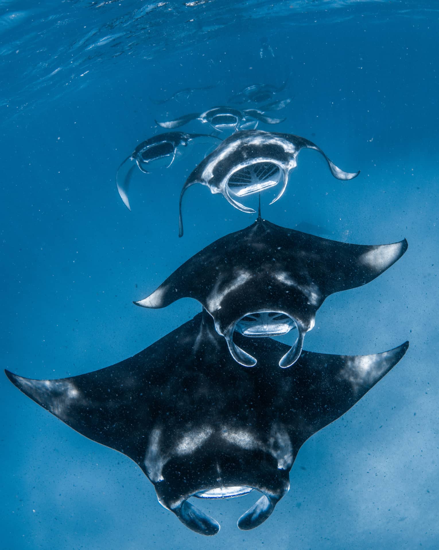 Front view of a squadron of manta rays swimming one after the other, all with mouths open, through sunlight-streaked water.