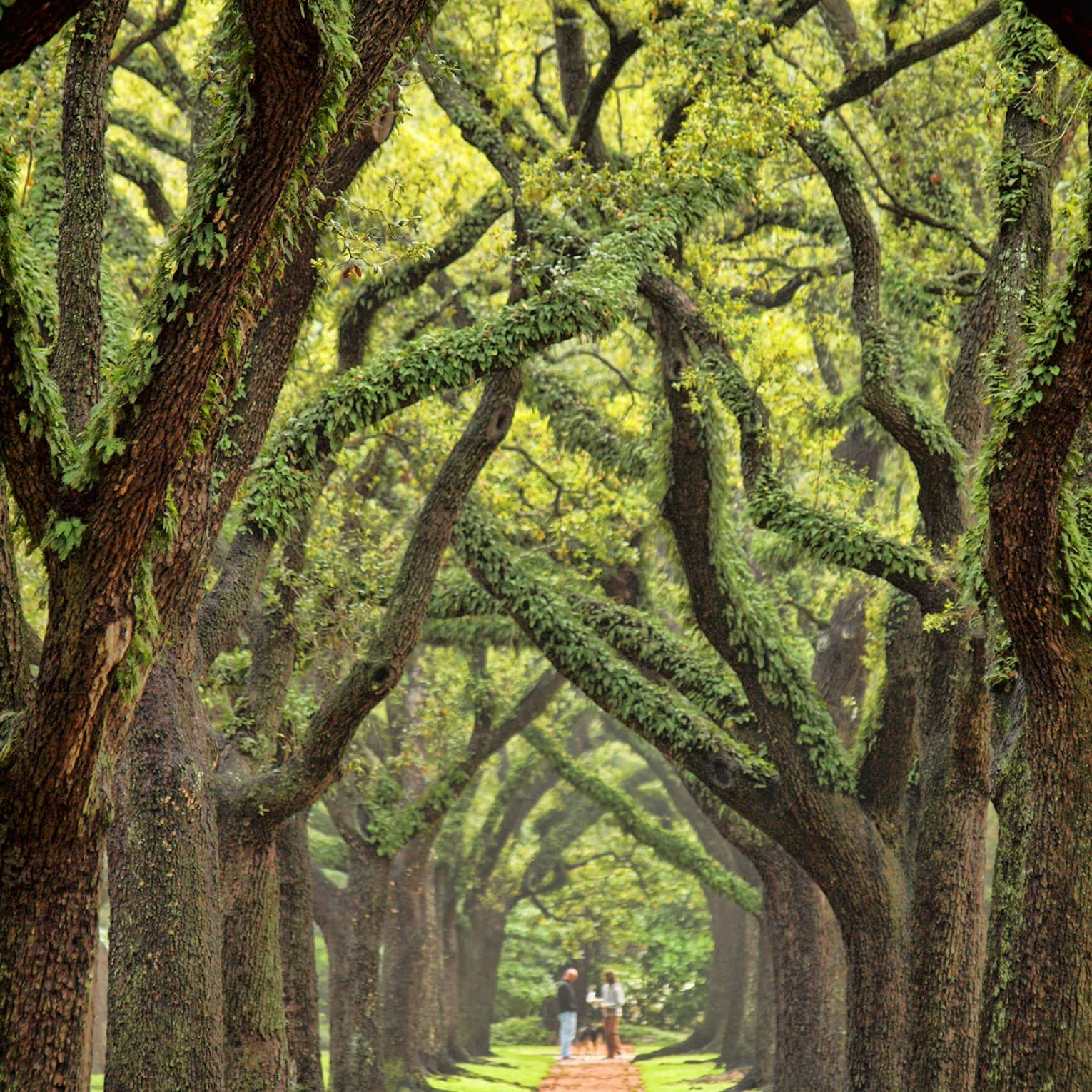 Tree-covered path in a park