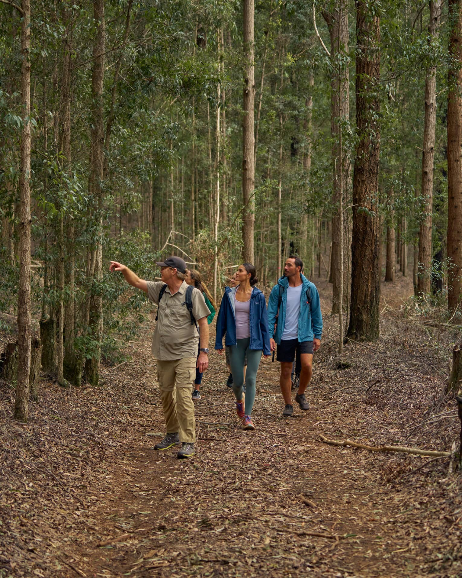 Led by a guide, a group of nature enthusiasts strolls through the forest amid towering trees with tall, slender trunks.