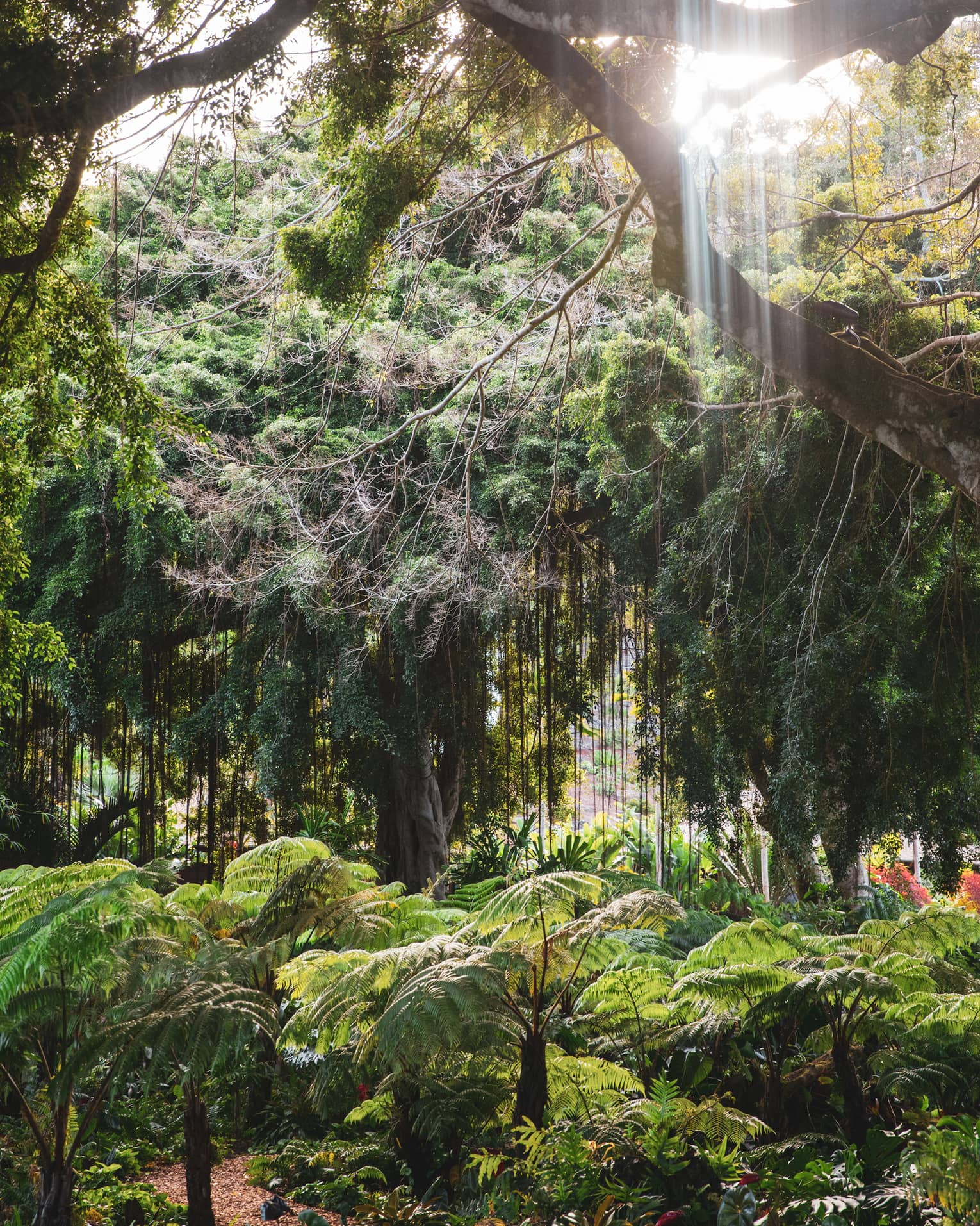 The sun streams down in vertical rays into a leafy rainforest that features an impressive variety of trees and ferns.