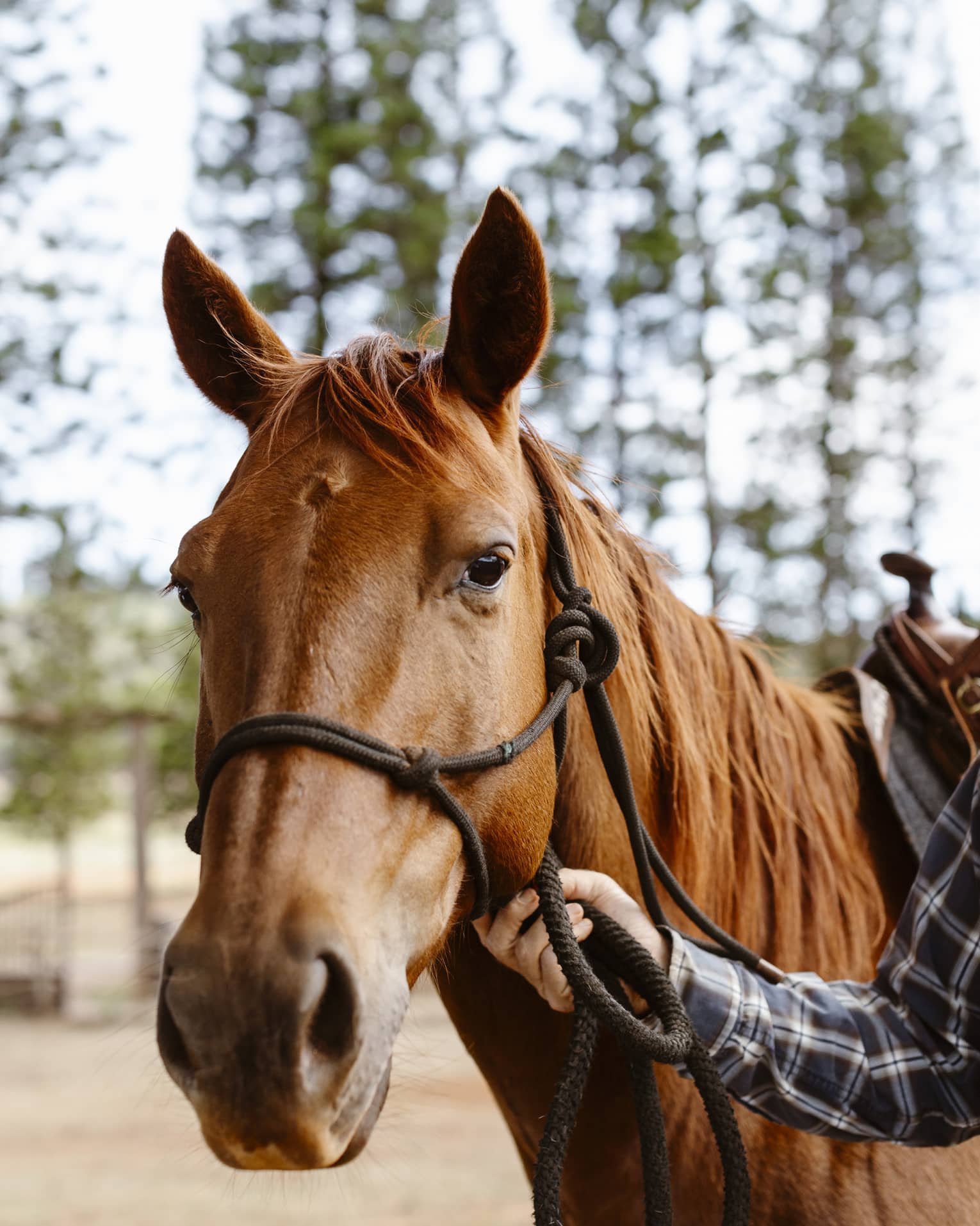 Ears alert but relaxed, a glossy, chestnut-coloured horse gazes gently forward as a tartan-clad arm holds its reins.