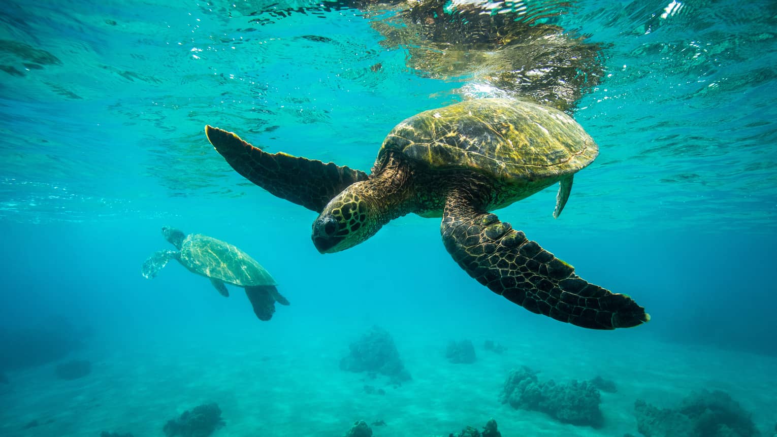 Sea Turtles swimming underwater in Hawaii