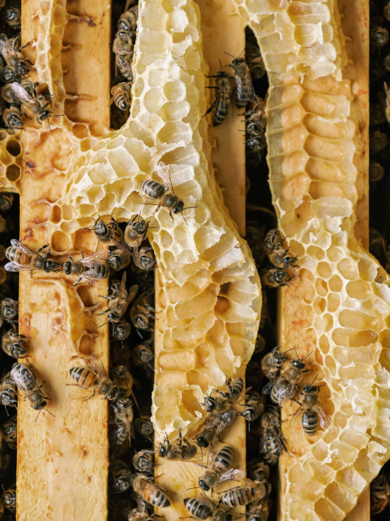Bees gathered on a bee hive