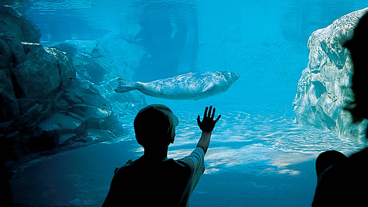 Seal swims underwater in aquarium, silhouette of child with hand against glass