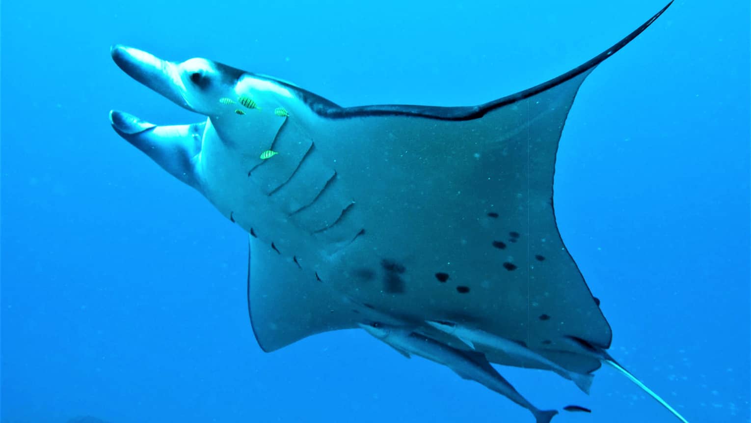 Manta ray swims in clear blue water, its white underbelly visible to the camera