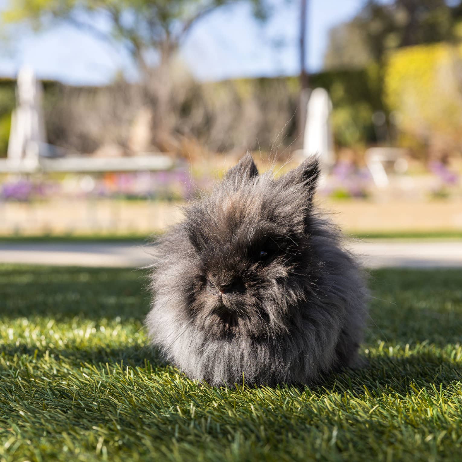 Fluffy rabbit in the grass