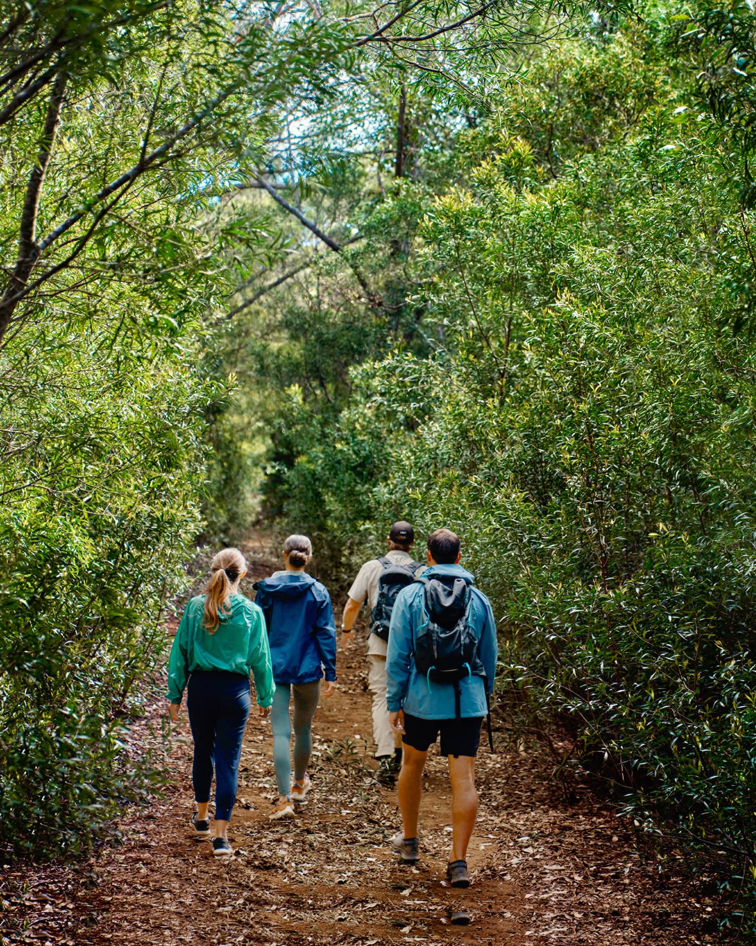 Rear view of four hikers walking along a dirt path in a dense forest, the clear blue sky peaking through the trees overhead.