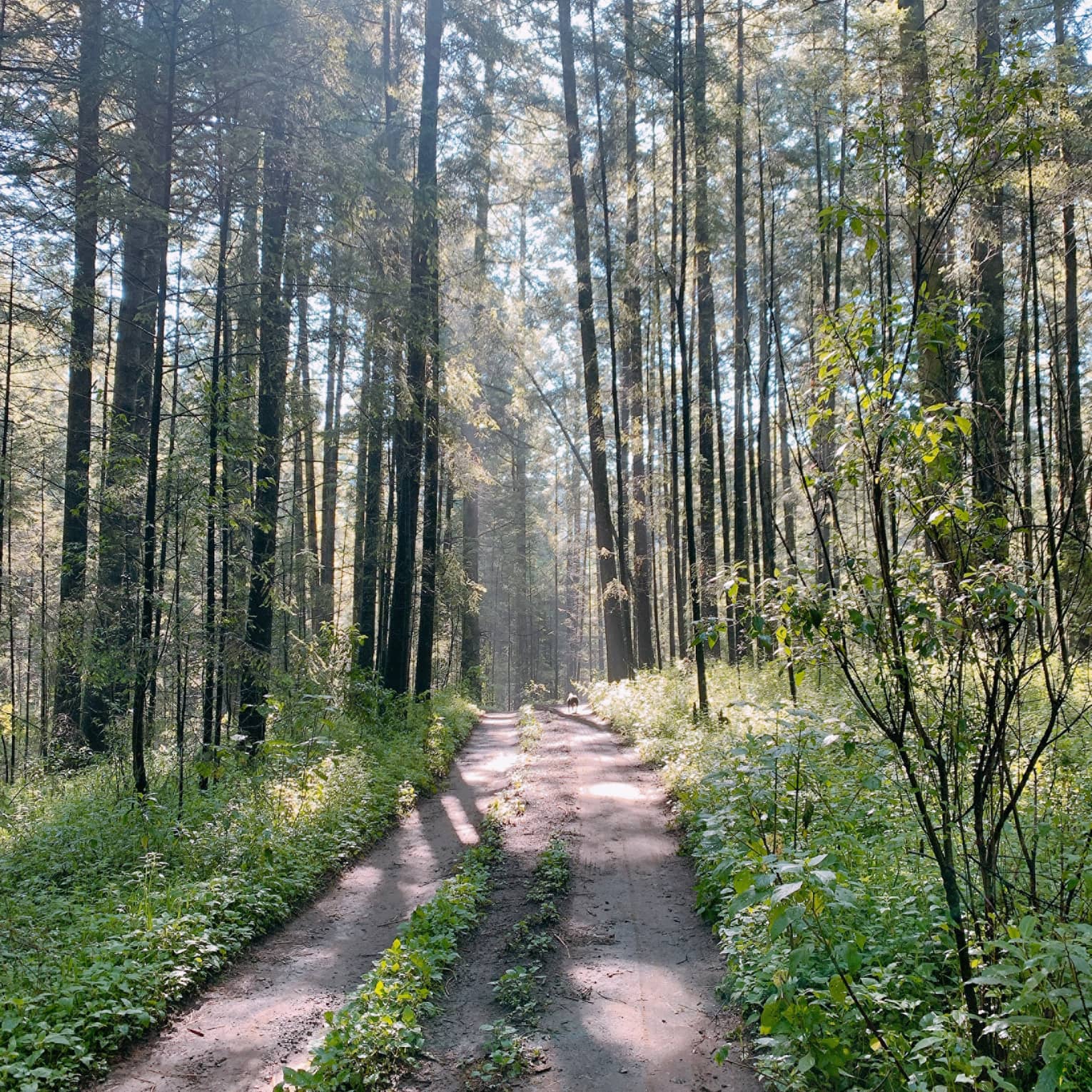 Path in forest with surrounding trees and sunlight.