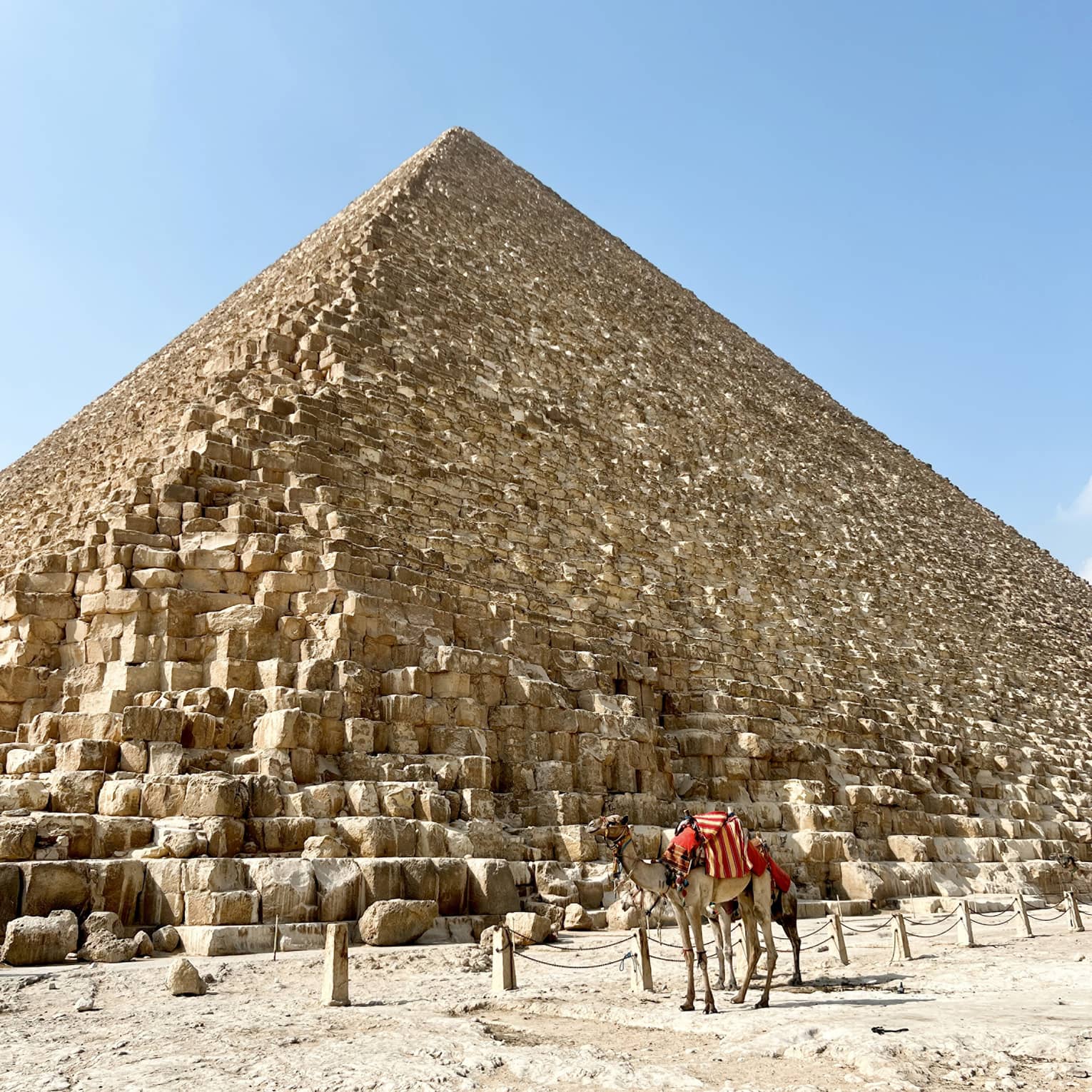 Camels with red and yellow striped blankets covering their humps stand before a towering pyramid under a clear blue sky.