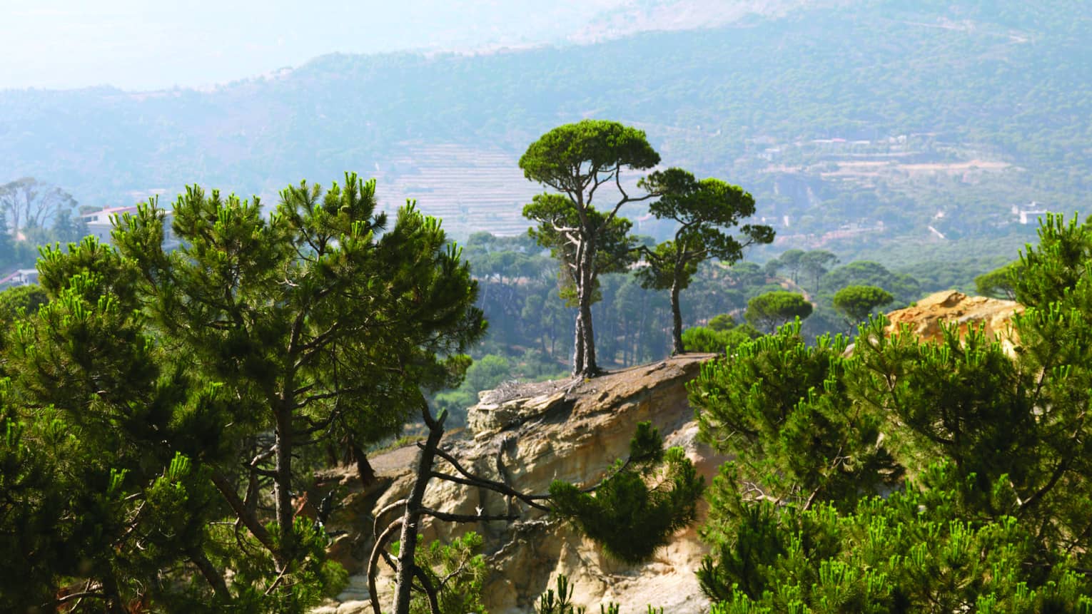 View over trees, Cedar Chouf Mountains