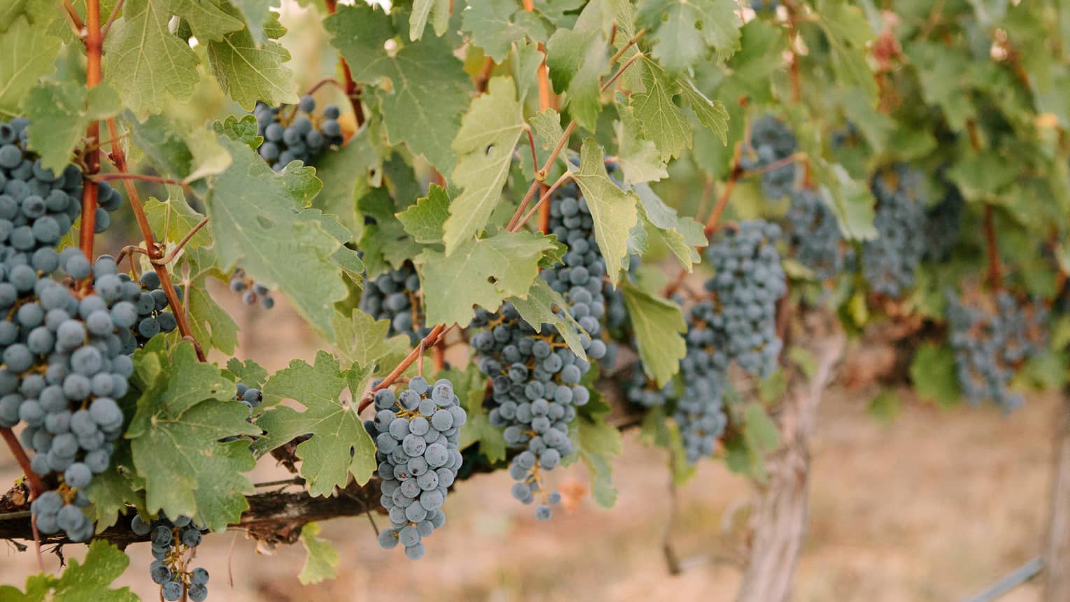 Bunches of purple wine grapes hang from lush vineyards in Napa Valley