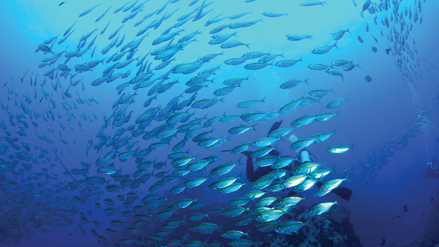 A school of striped fish swimming near the ocean floor, a flippered scuba diver in their midst.