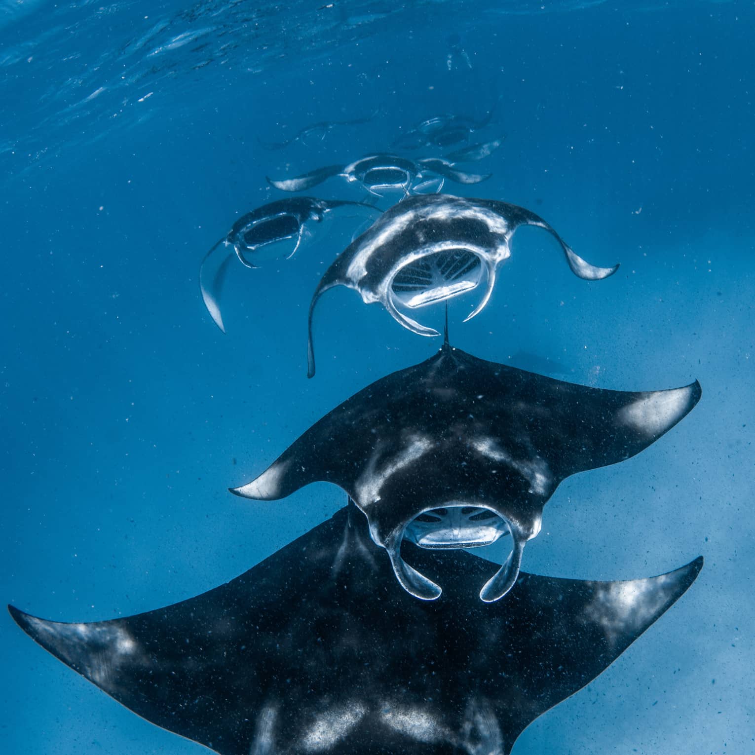 Front view of a squadron of manta rays swimming one after the other, all with mouths open, through sunlight-streaked water.