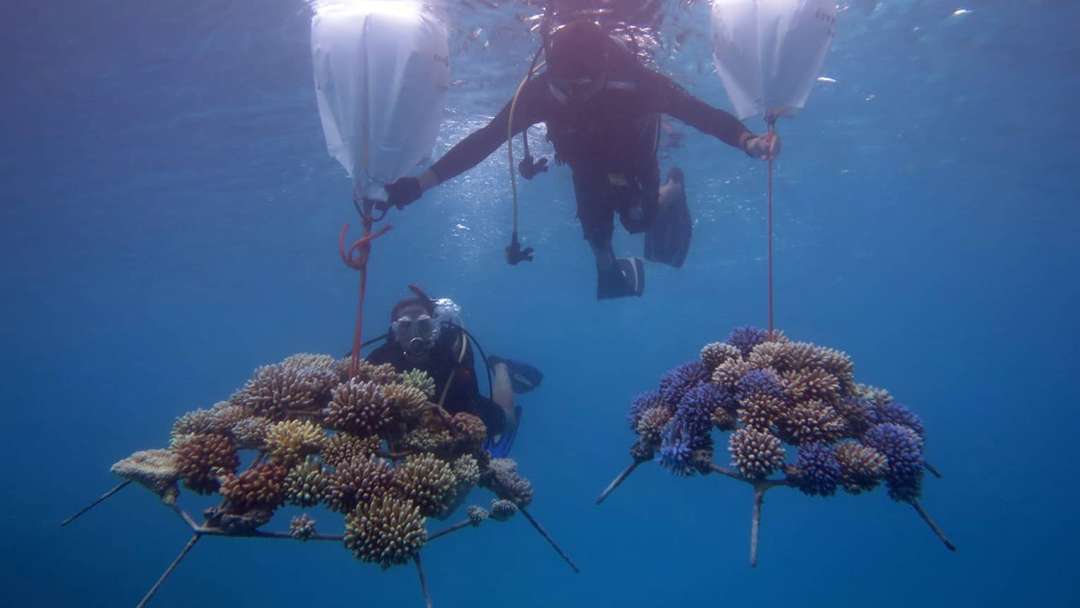 This image depicts two scuba divers in the waters near Four Seasons Resort Maldives at Kuda Huraa, transporting pieces of coral embedded onto coral frames. This image connects to ESG and preserving biodiversity at Four Seasons.