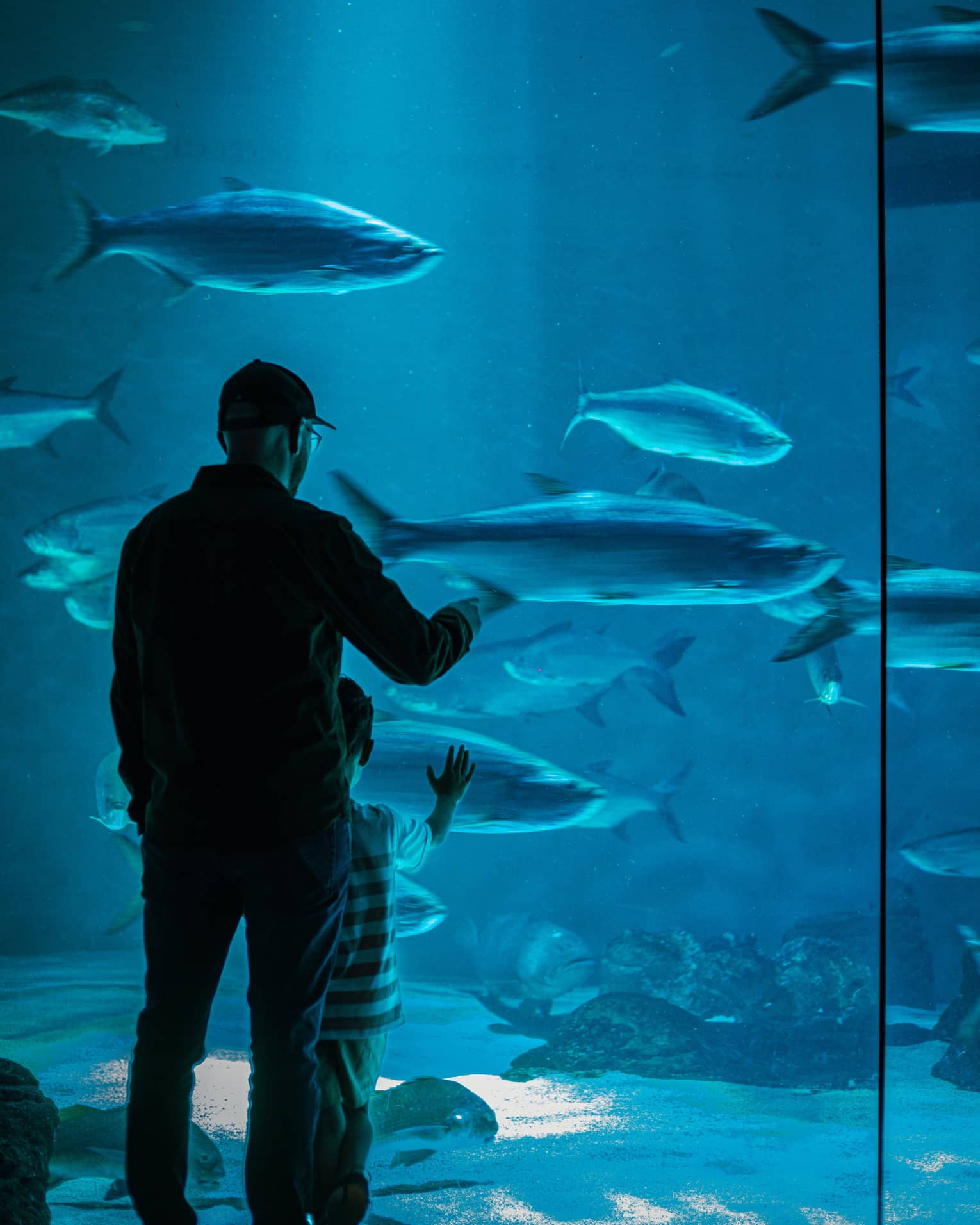 View from behind of an adult and child gazing at large fish in blue water through a floor-to-ceiling aquarium glass wall.