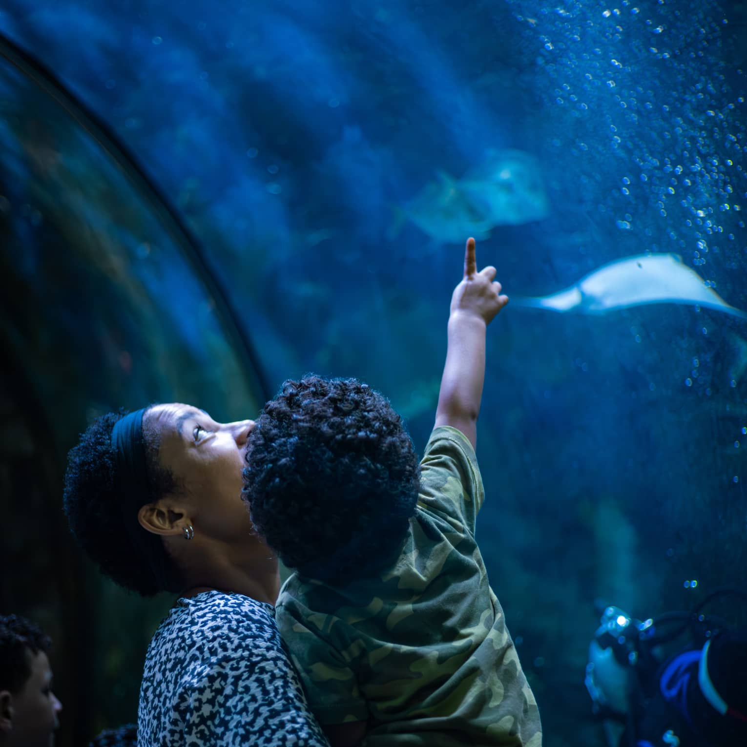 View from behind of a parent holding a toddler who is pointing upward at two stingrays in a bubbly, deep-blue aquarium.