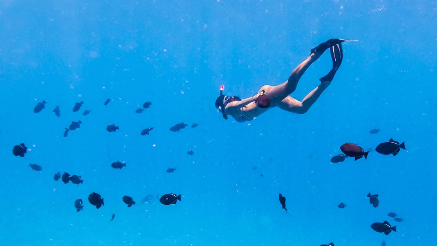 A swimmer wearing fins and a snorkel is completely submerged in clear-blue water and surrounded by a school of black fish.