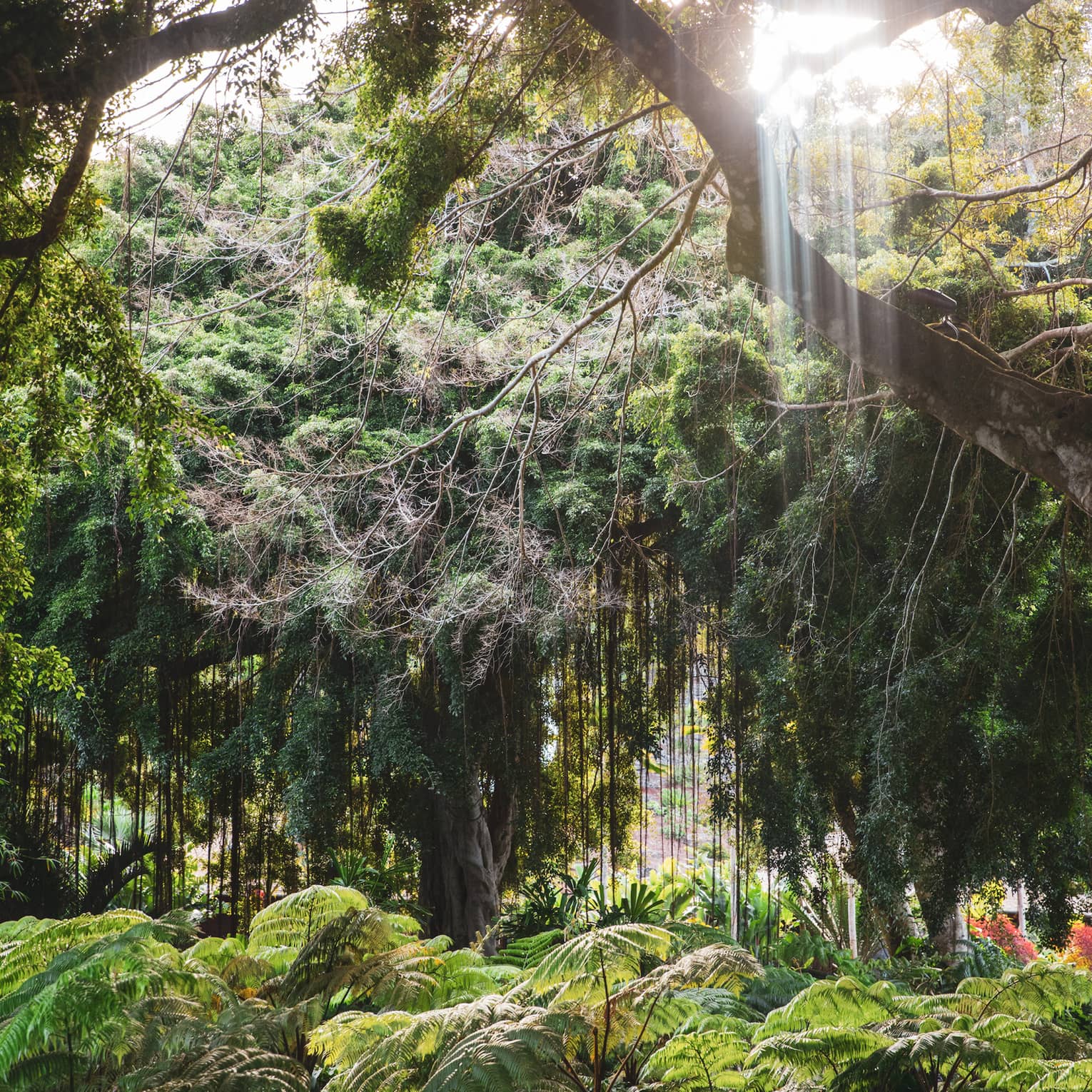 The sun streams down in vertical rays into a leafy rainforest that features an impressive variety of trees and ferns.