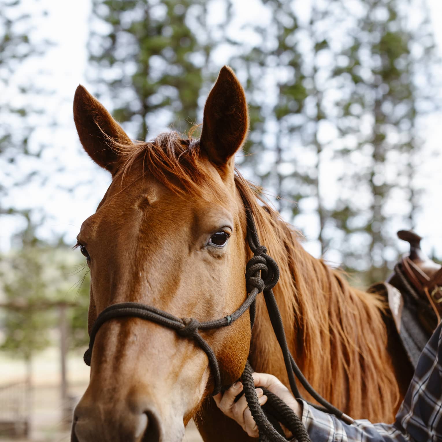 Ears alert but relaxed, a glossy, chestnut-coloured horse gazes gently forward as a tartan-clad arm holds its reins.