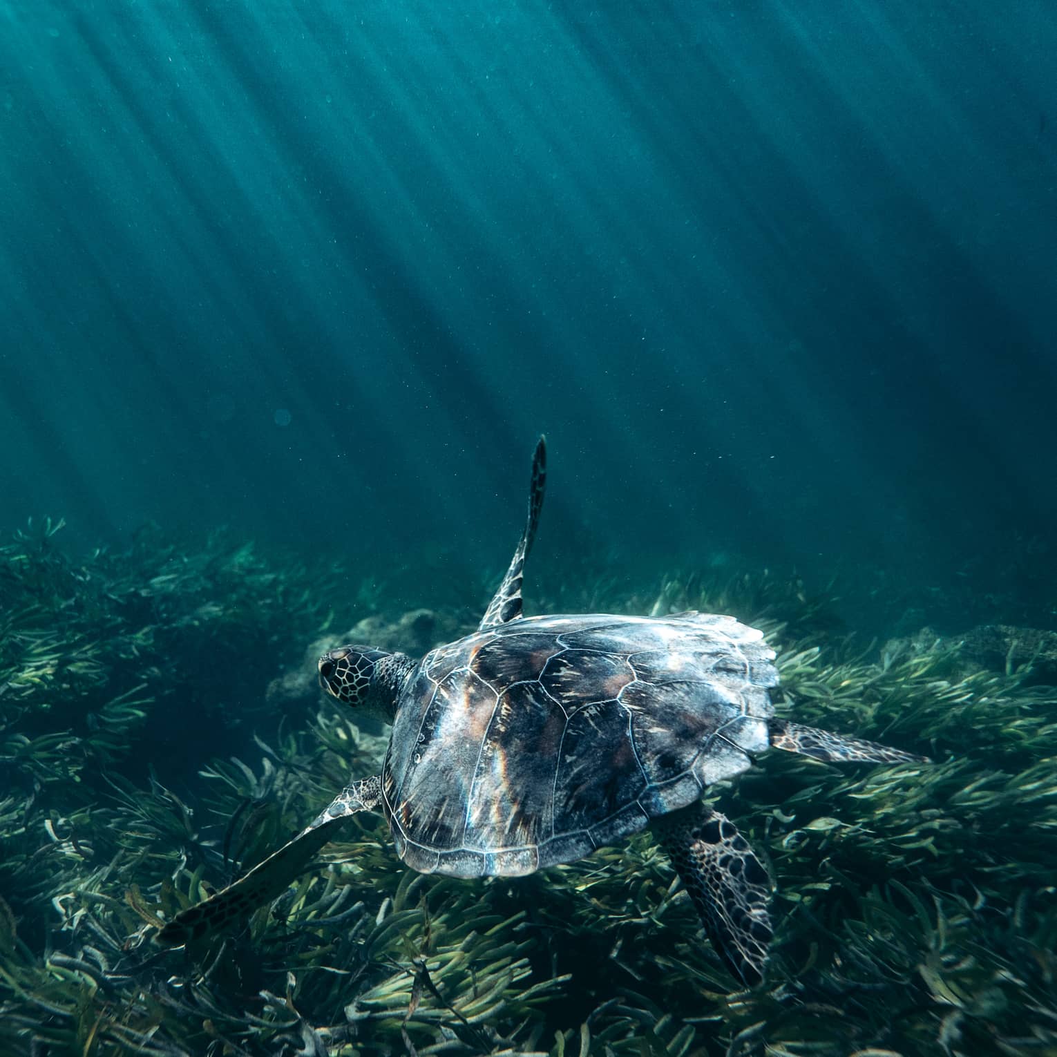 Beams of refracted sunlight illuminate a sea turtle's shell as it glides over a gently swaying kelp forest. 