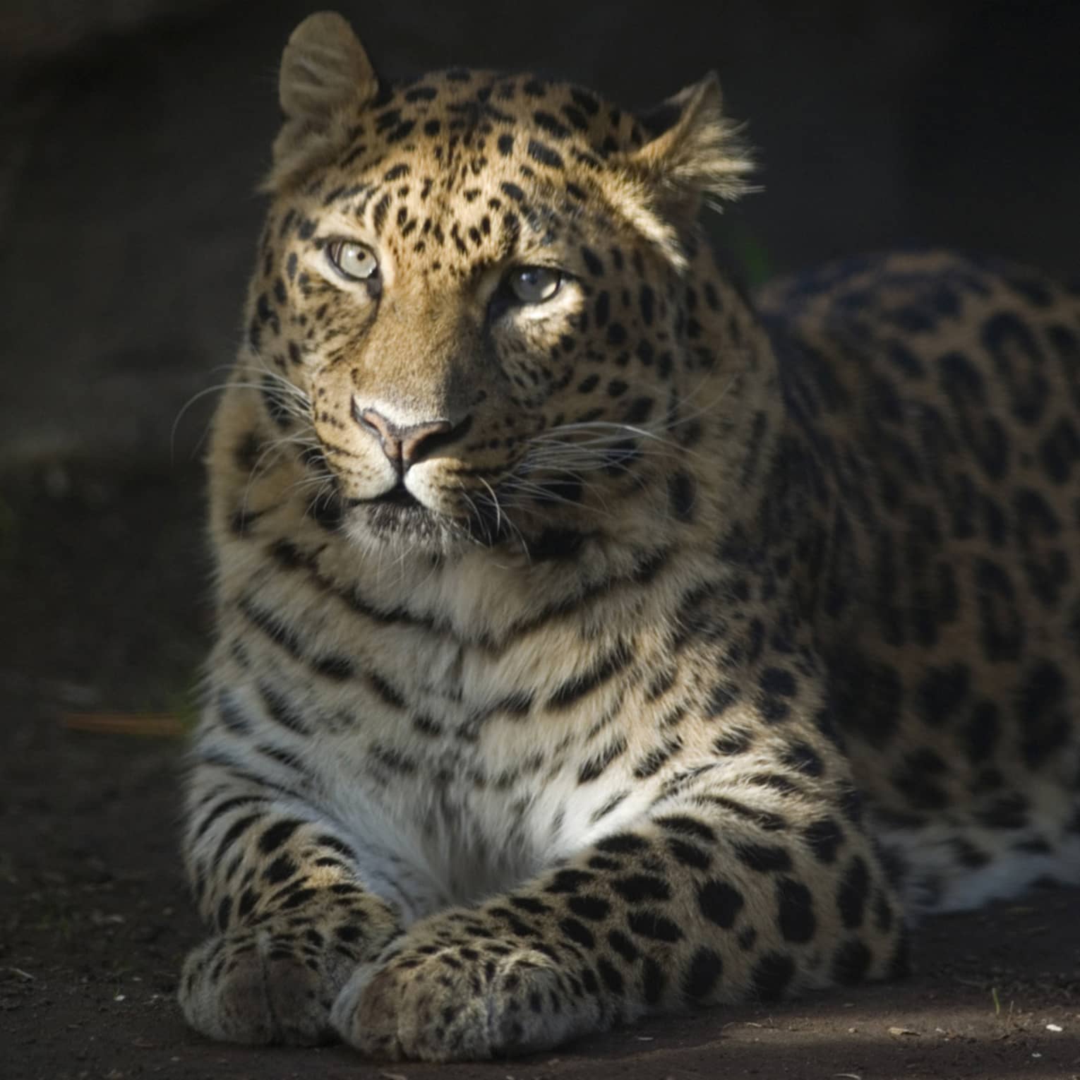 Close-up of a majestic spotted jaguar reclining on the bare ground facing the camera, filtered light illuminating its face..