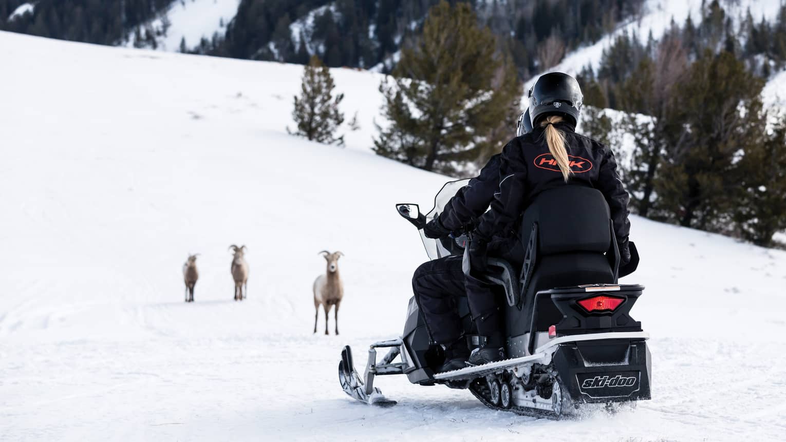 A woman on a snowmobile with a few goats in front of her in the snow.
