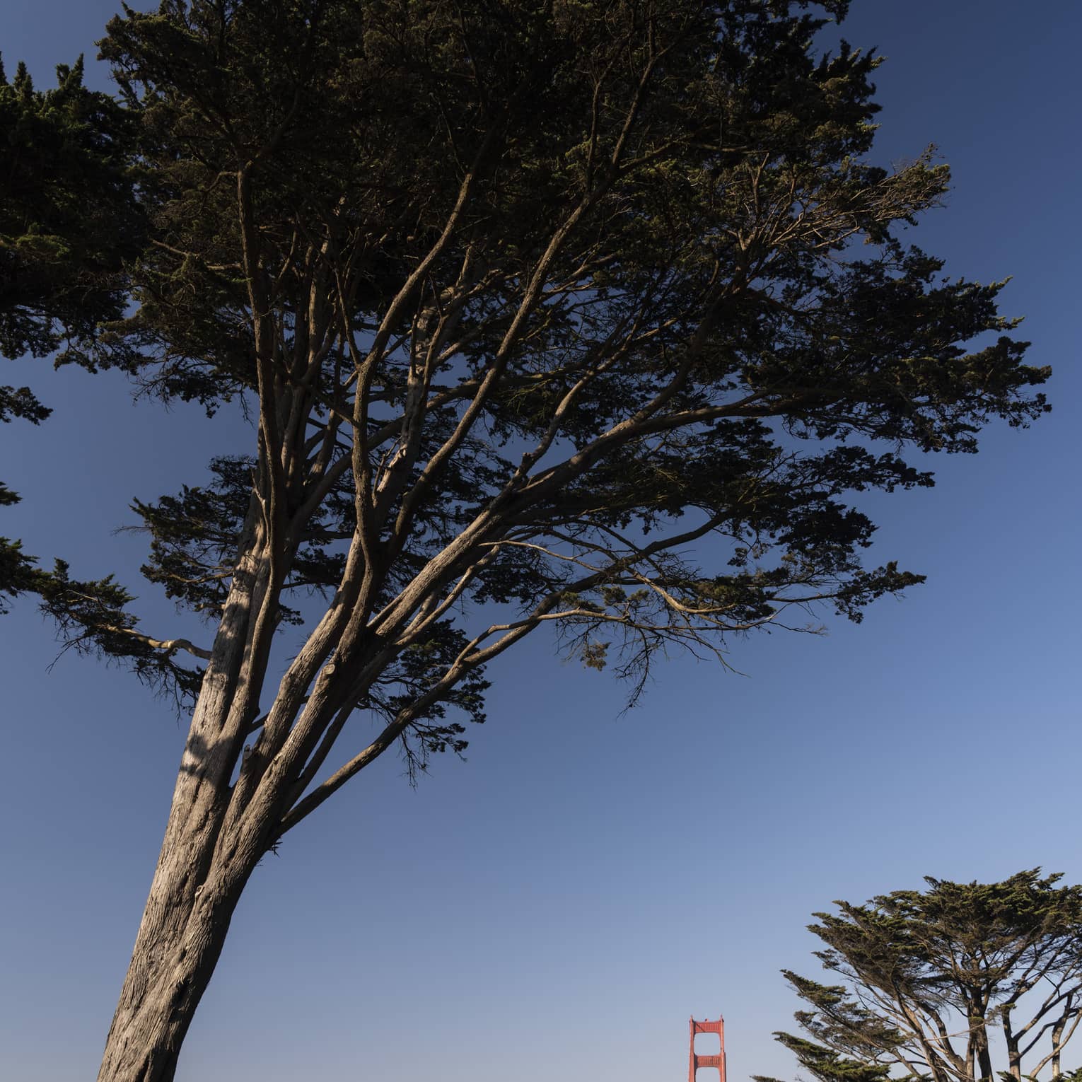 Long view of the Golden Gate bridge framed by towering trees in the foreground, rolling rockface mountains in the background.