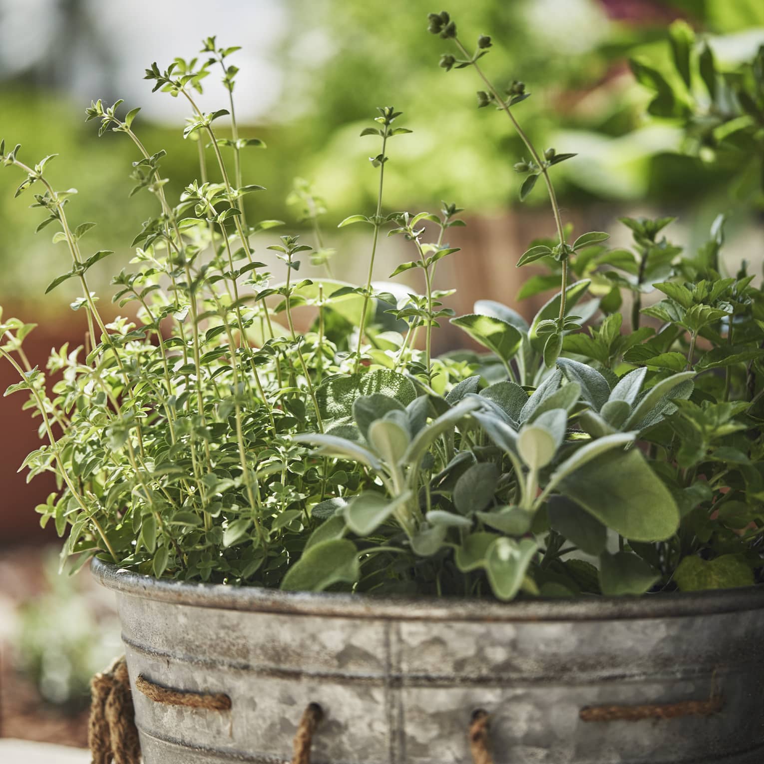 Herbs in a metal bucket